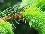 Infusion bourgeons pins.