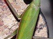 L’Organisme sixième avis.