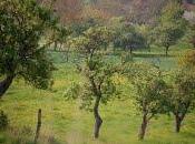 "Tailler prière rustique"