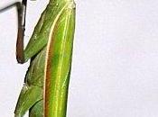 Journal bord L’Organisme