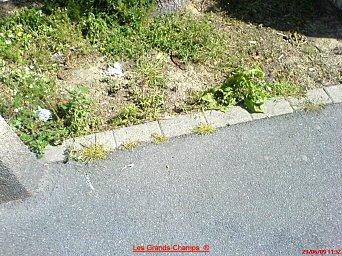 Fleurs ou excréments canins ?