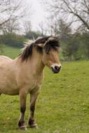 Le Haras de La Cense met le cheval à l'honneur