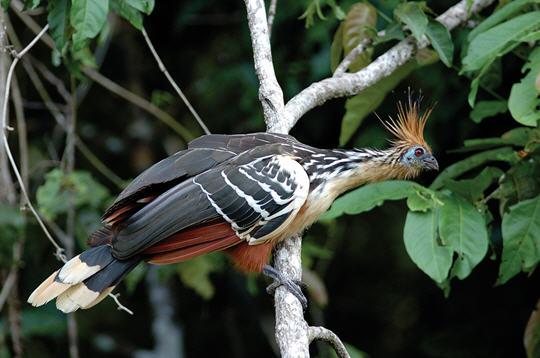 Un oiseau pour fabriquer du carburant vert !