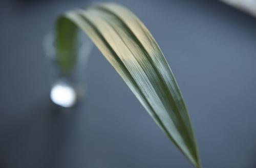 Feuille Pandanus