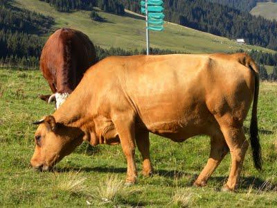 Cocktail vitaminé : tomate, orange, menthe et vanille