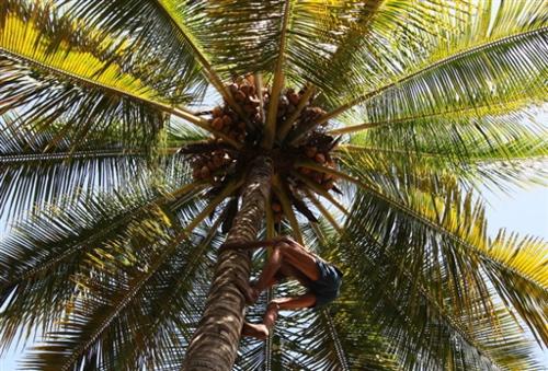 Afficher l'image Ramasseur de noix de coco, un métier en voie de disparition