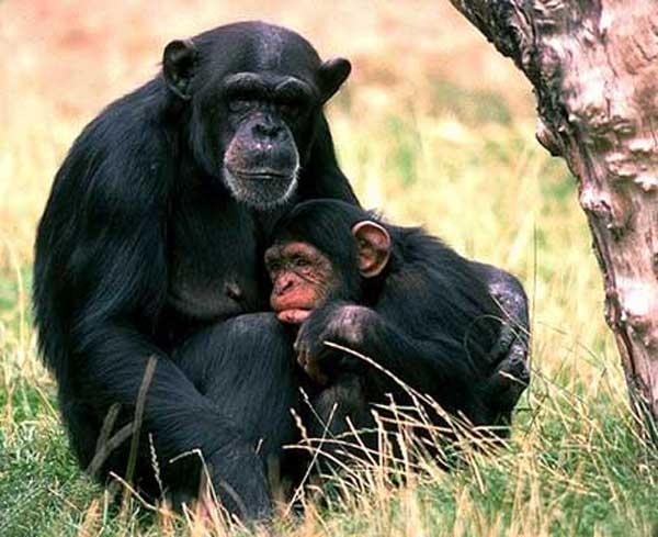 chimpanze_002