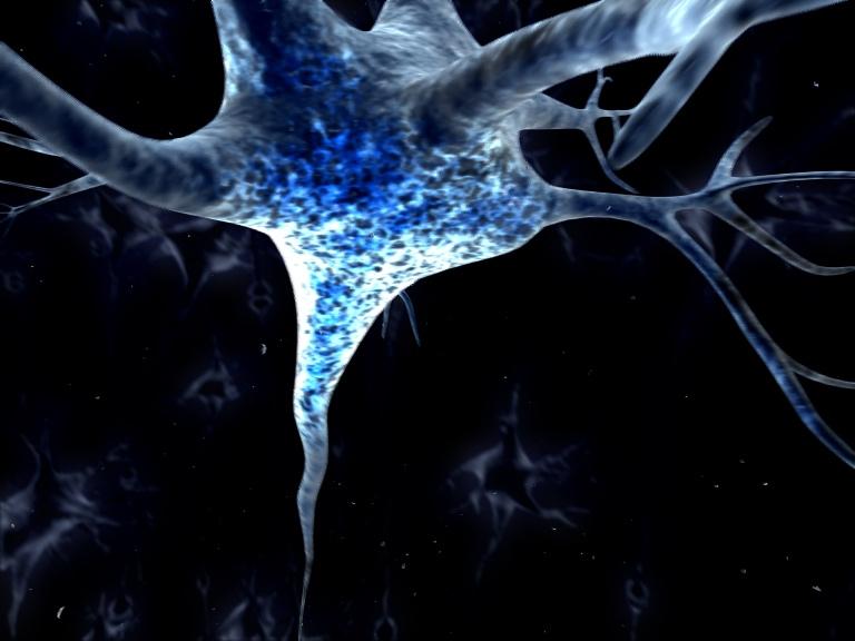 10. Nociceptive neurone