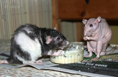 Rats mangeant de la bouillie