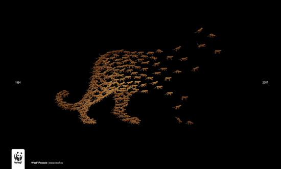 WWF Leopards ads Petit BEST OF des campagnes WWF