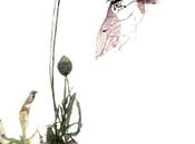 Catherine Floralité