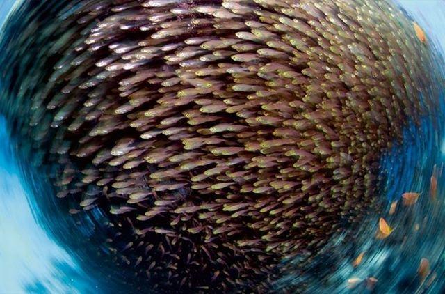 Les meilleurs clichés du National Geographic