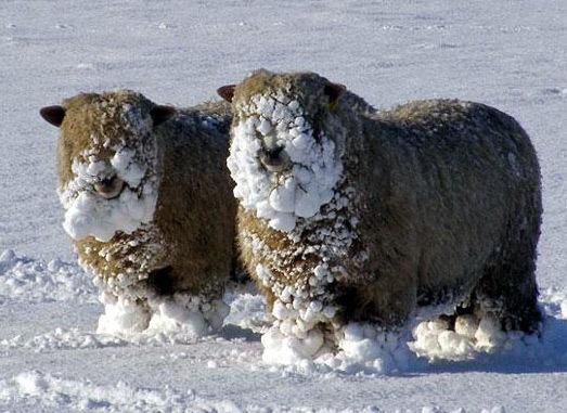 moutons[1]neige