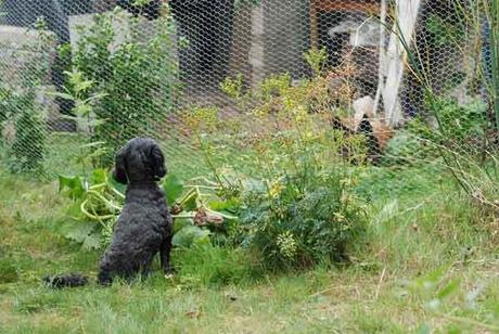 Une histoire de poules, de coq et de vers