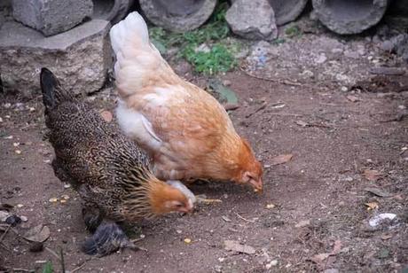 Une histoire de poules, de coq et de vers