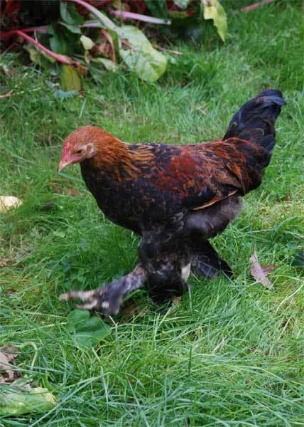 Une histoire de poules, de coq et de vers