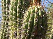 cactus (Henri-Frédéric Blanc)
