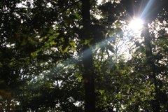Reflets du soleil dans les arbres (1)