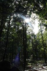 Reflets du soleil dans les arbres (2)