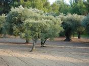 sent cigale entend bien lavande