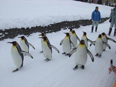 La revanche du pingouin