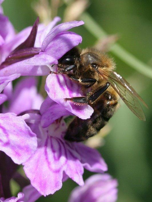 abeille pollinise dactilo