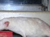 Rats: Peste 4ème génération