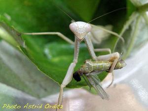 Mante religieuse • Mantis religiosa dévorant son mâle