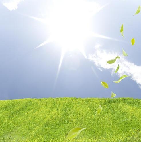 Herbe verte et feuilles