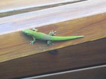 Pourquoi la Réunion est belle