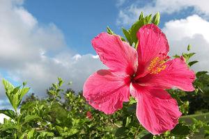 hibiscus