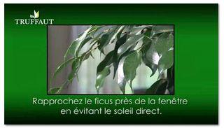 Ficus2