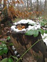 Nordic walking et son blanc manteau