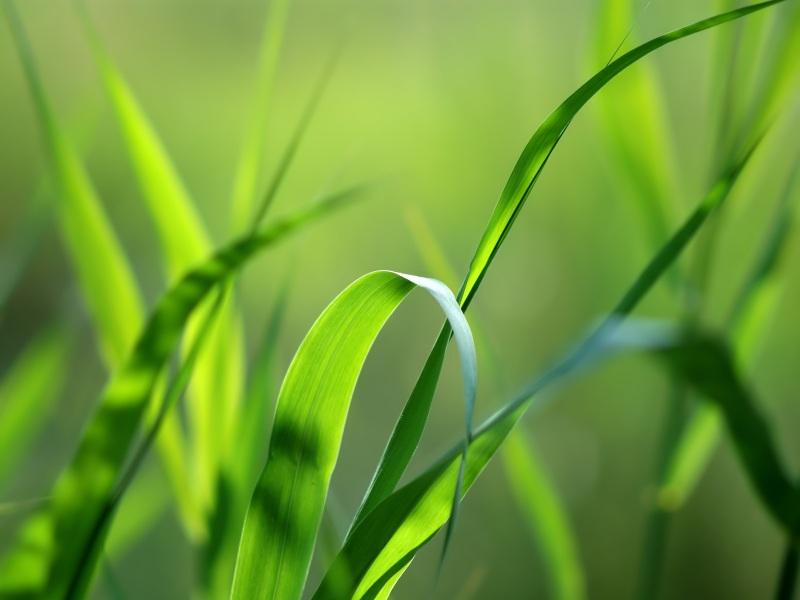 herbes