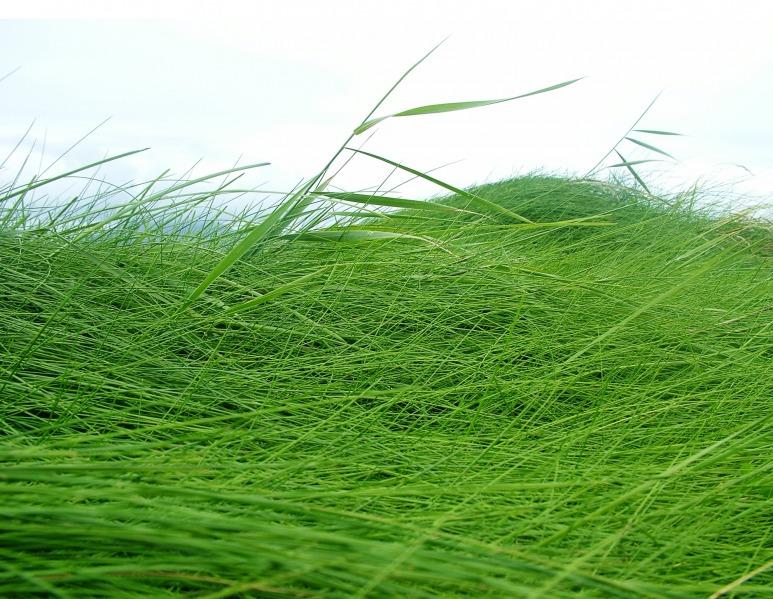 en_herbe