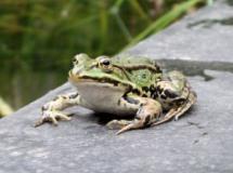 Avec Diana, Giscard veut-il contrer les mémoire de Chirac ?