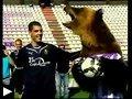 Videos: faceplant avant l'arrivée- Un vrai ours sur le terrain de foot