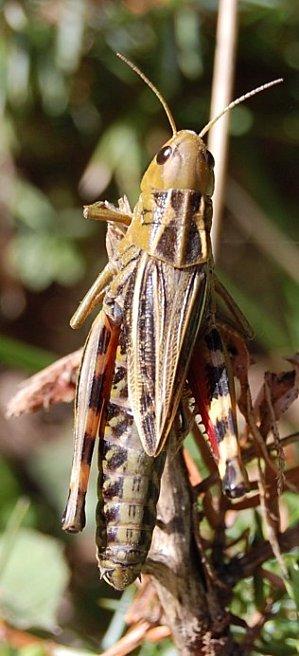 La confidence du bousier (daté du 16.07).