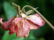 Rêvez rêvez rose fanée (Adonis)