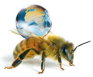 disparition abeille.jpg