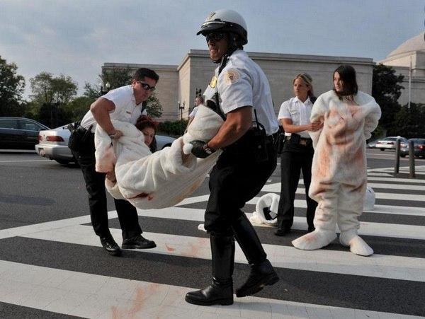 Manifestation de la PETA à Washington