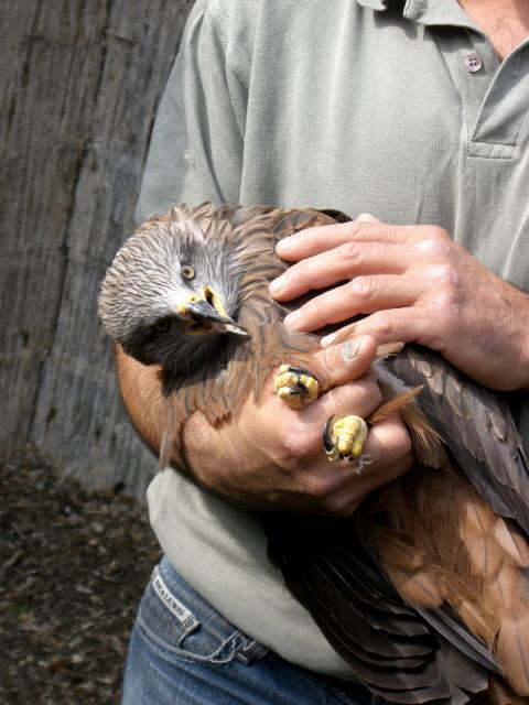 Formation de correspondants aux interventions sur la faune sauvage