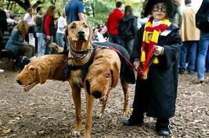 Déguiser son chien en Fluffy (Harry Potter), Spoke ou Link