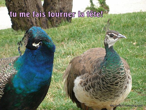 Mon manège à moi...