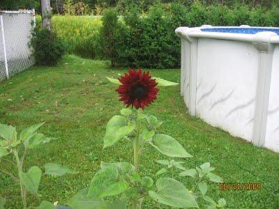 Sunflower & Hibiscus - Tournesol et Hibiscus