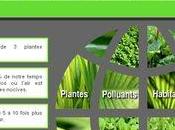 Tout plantes dépolluantes