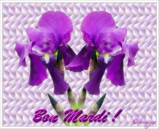 http://a6.idata.over-blog.com/518x421/2/86/26/62/Cartes-du-Jour-fleuries/2-bon-mardi-iris-mauve-copie-1.jpg