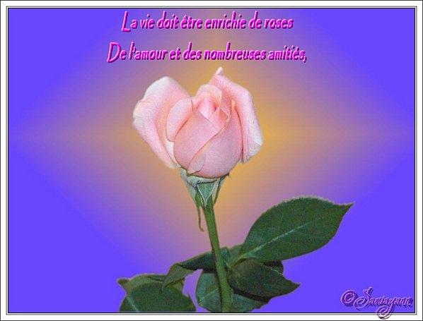 http://a6.idata.over-blog.com/600x455/2/27/06/12/Cr-ations-et-photos-animations/Mes-creations-personnelles/citation-rose-par-samia-nasr.jpg