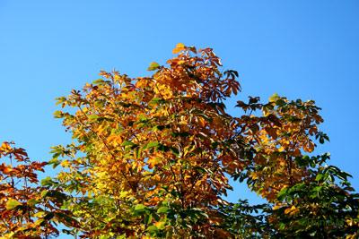 Automne 2009 à La Chaux-de-Fonds