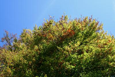 Automne 2009 à La Chaux-de-Fonds